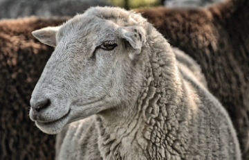 Sheep-Face-Upload_1595857222.jpg